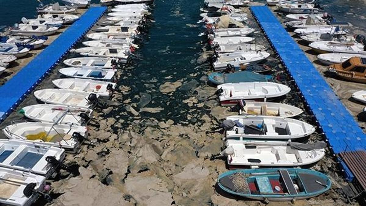 Müsilaj zehirler mi? Denize girilebilir mi, Balık ve midye tüketilmeli mi?