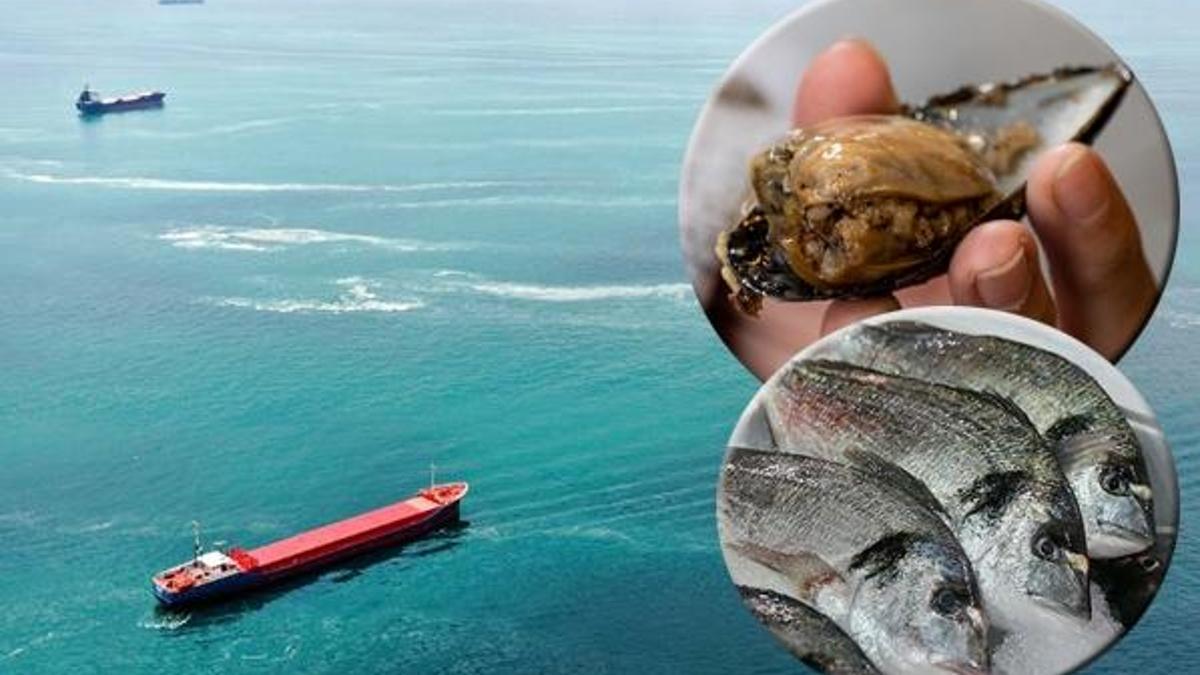 Müsilajlı denizden çıkan balık ve midye yenir mi? Açıklama geldi
