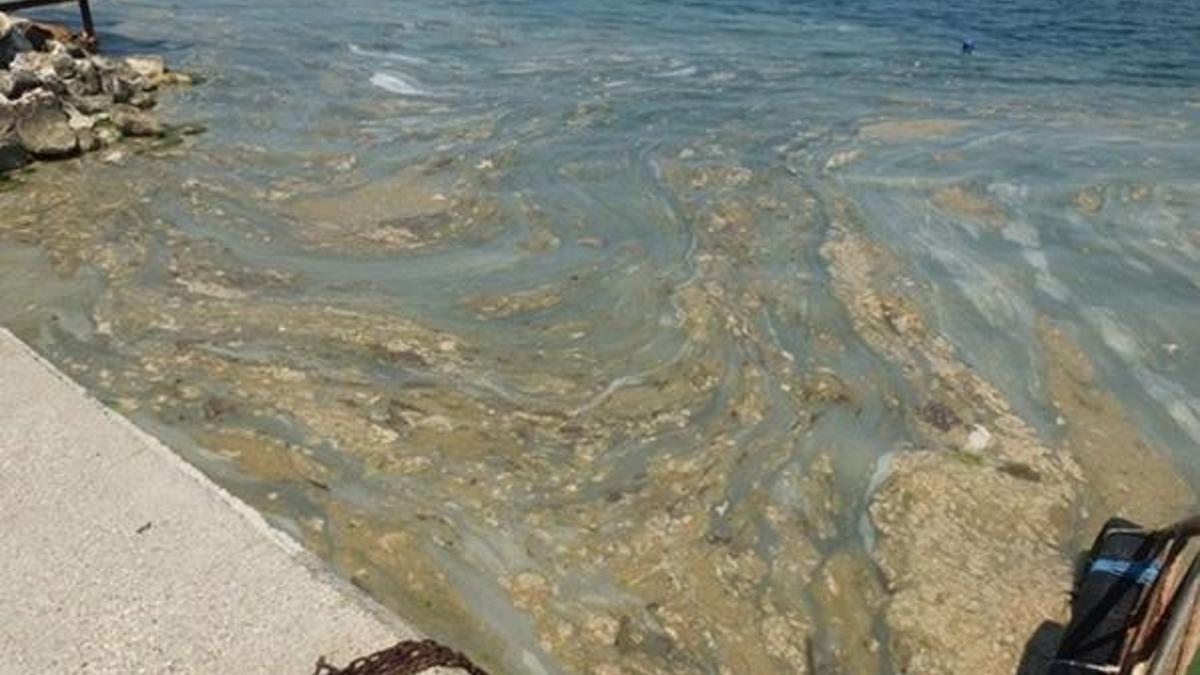 Deniz salyası zararlı mı? Deniz salyası hangi denizlerde var, deniz salyası Ege Denizinde var mı?