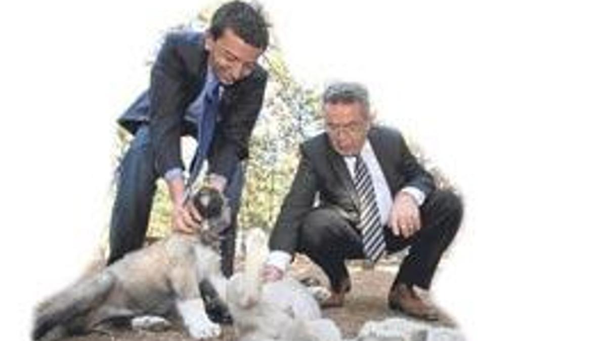 Askerliğe ABD modeli