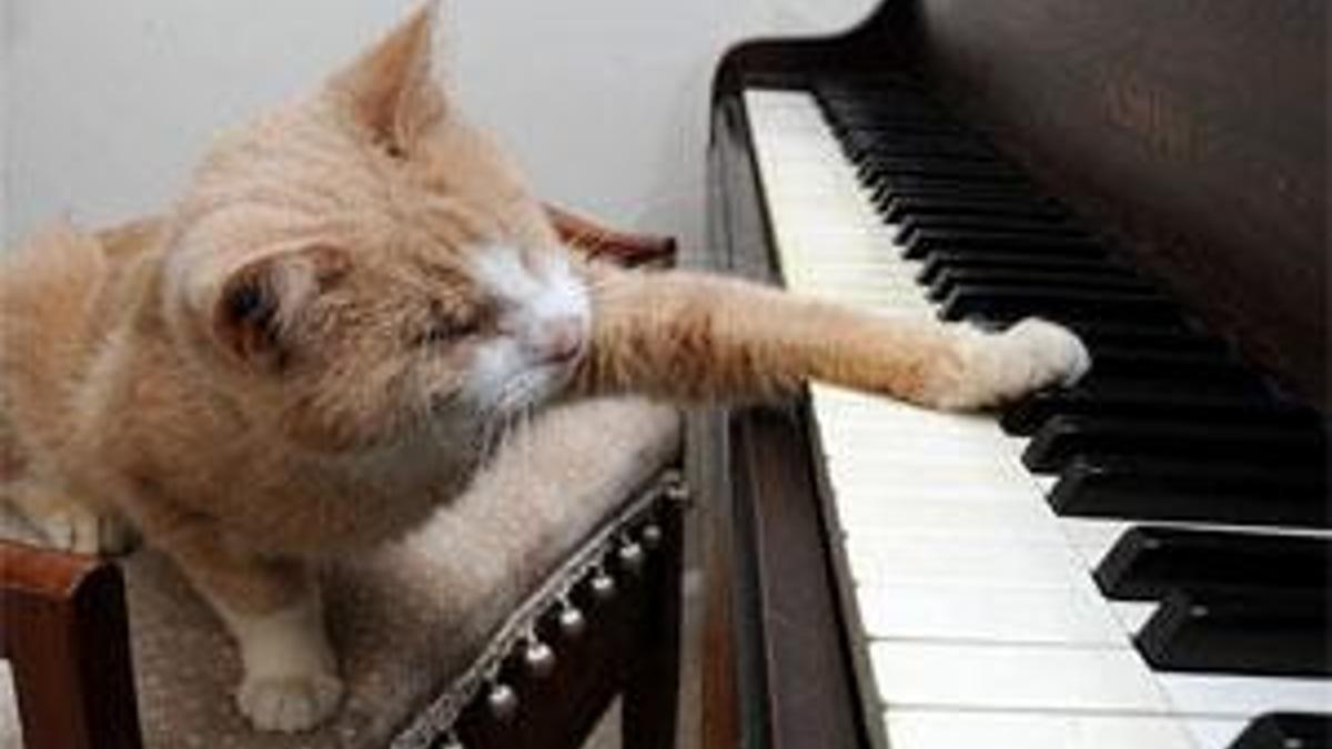 Adı: Stevie Wonder!