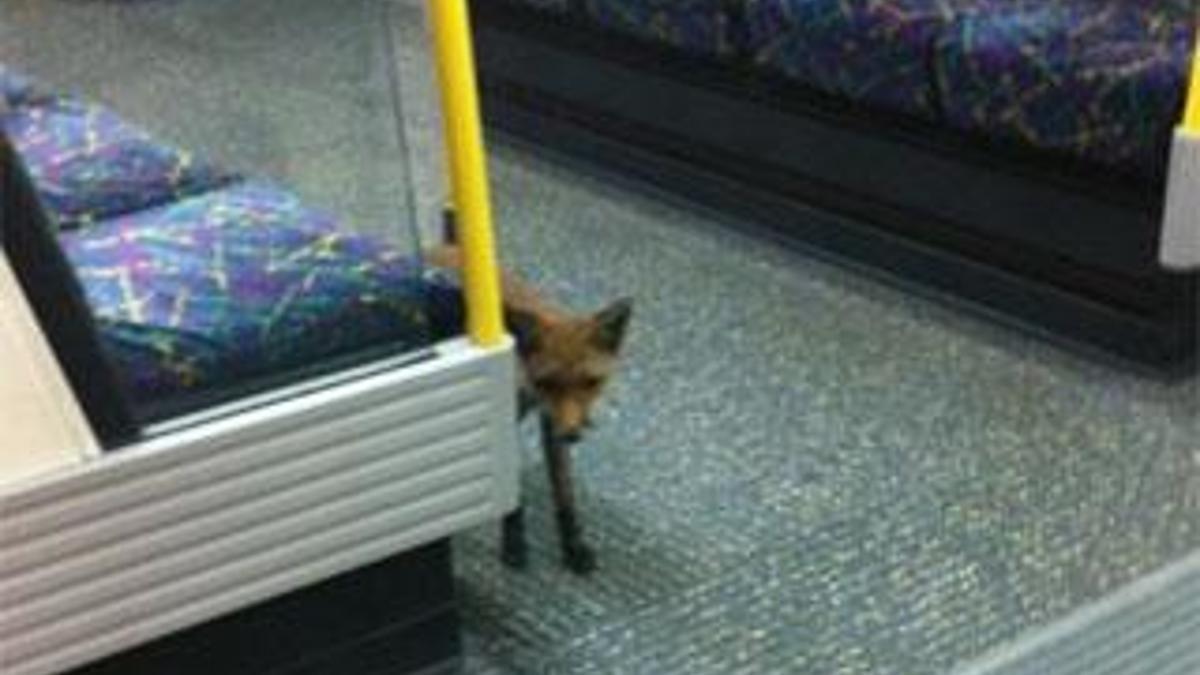 Metrodan tilki çıktı!