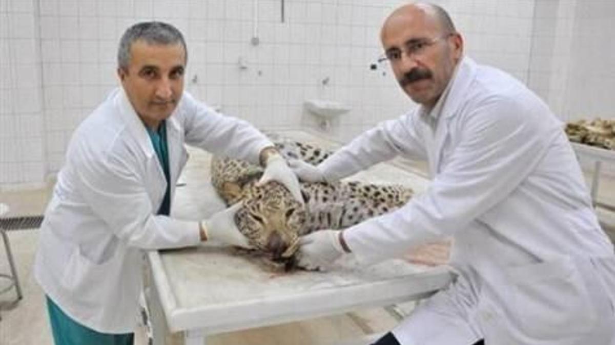 Leoparla 'otopsi hatırası'
