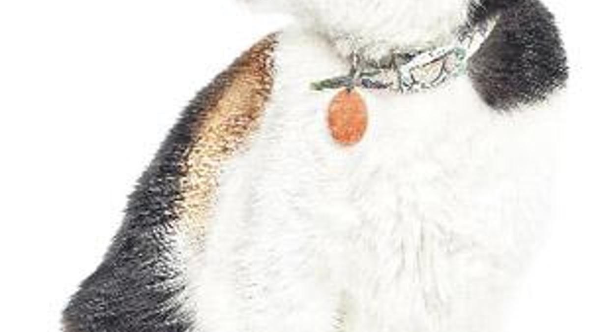 Kedinize köpek gibi davranmayın!