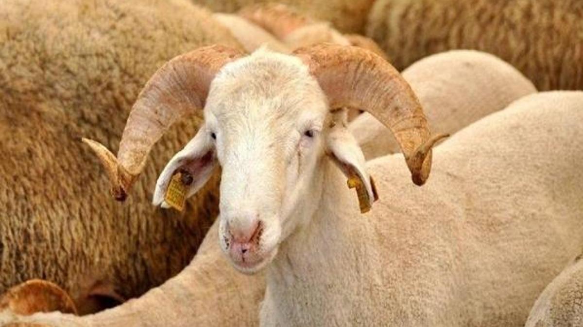 Kurban Bayramı’na kaç gün kaldı, ayın kaçında? Kurban Bayramı ne zaman?
