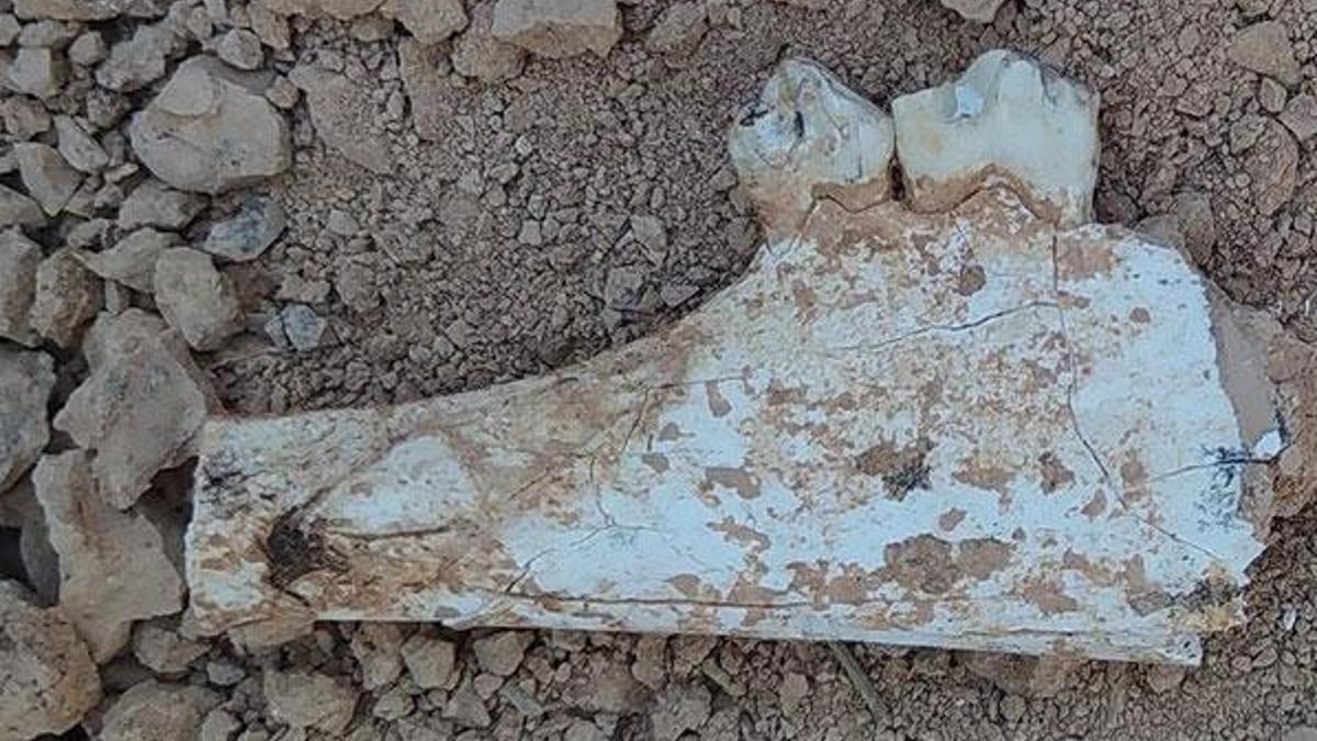 Zürafalardan daha uzun, nesli tükenmiş bir gergedan türü bulundu