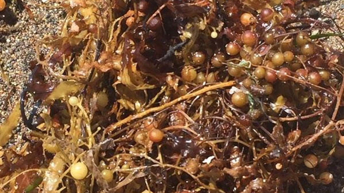 Marmara Denizi’ndeki müsilajdan sonra Ege ve Akdeniz kıyılarında yeni tehlike: Sargassum!