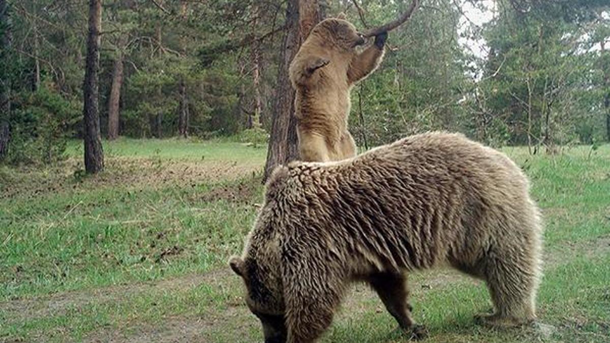 Turistlere uyarı: 'Ayıyı görünce bağırıp şarkı söyleyin'