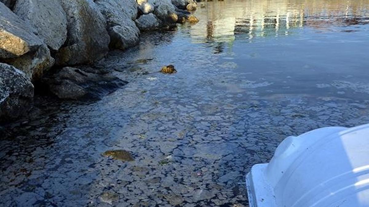 Avcılar Sahili'ni müsilaj kapladı