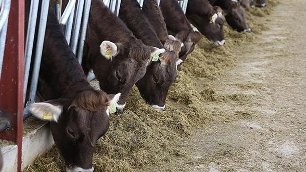 TMO'nun müdahalesiyle yem fiyatlarının düşmesi bekleniyor