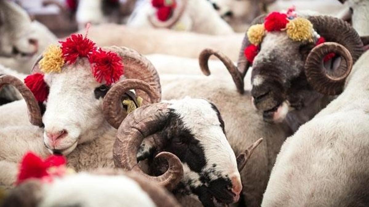 Kurban Bayramı tatili ile ilgili son dakika açıklaması! 11 gün...