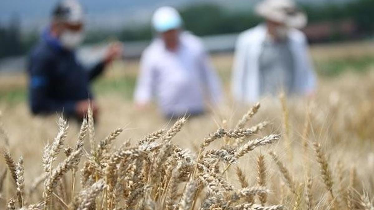 Geliştirilen tohumlar Türk tarımına güç katıyor