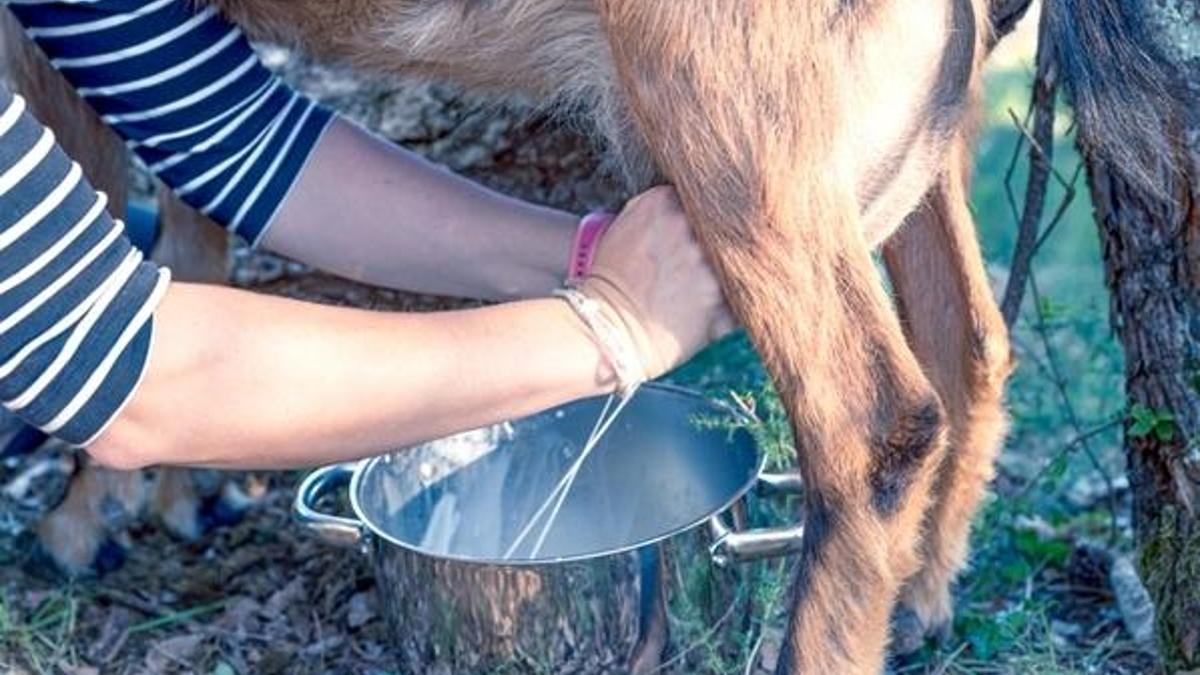 Keçi sütü mucizesi! Uzmanlar açıkladı! Virüse karşı...