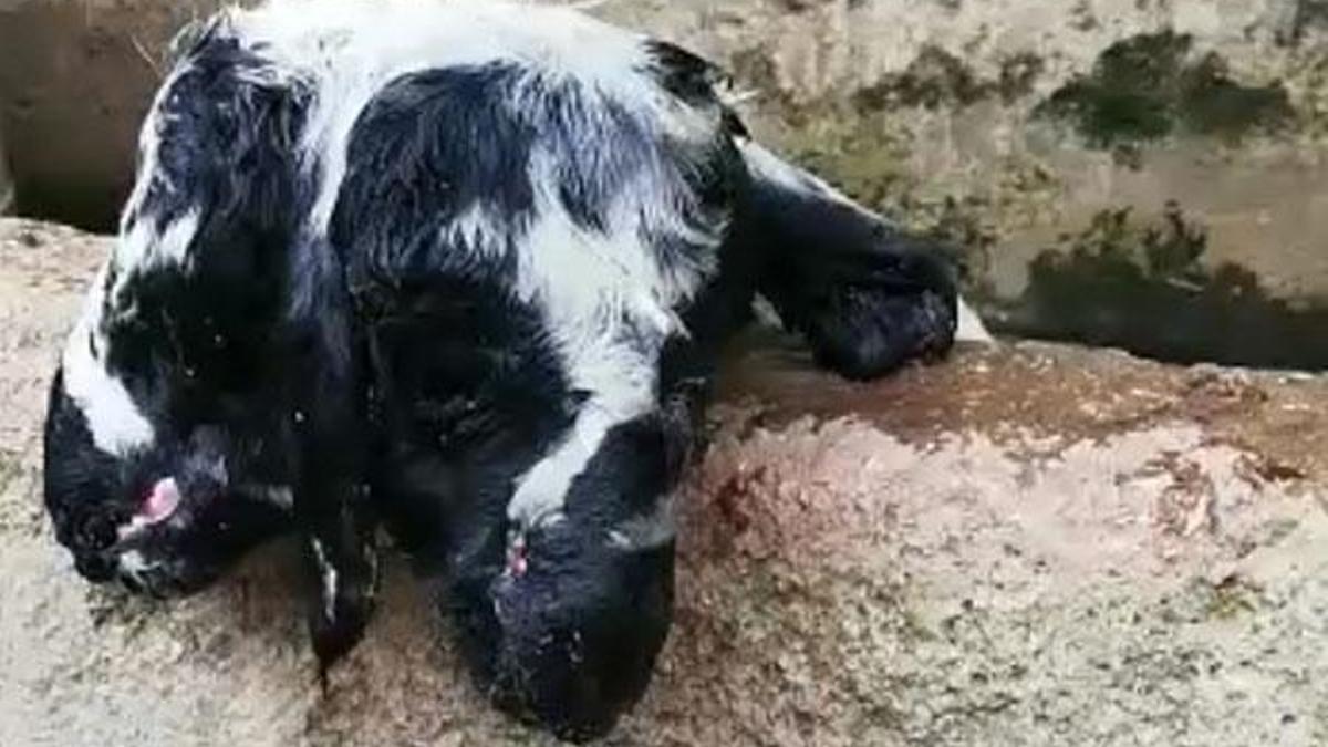 Görenler hayrete düştü! Sadece 10 dakika yaşadı, ilk kez...