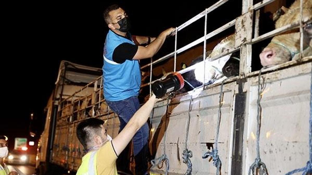 Kurbanlık hayvanların İstanbul'a girişi başladı