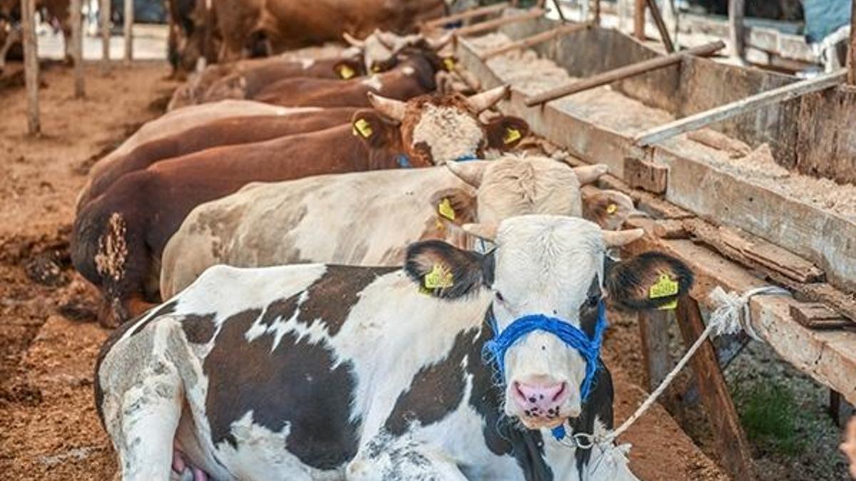 Kurban kesmek farz mı? Kurban kimlere farz?