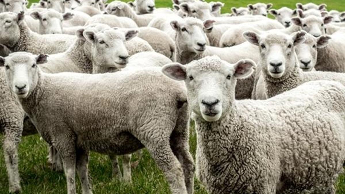 Vicdanları sızlatan olay! Tam 226 koyun böyle can verdi