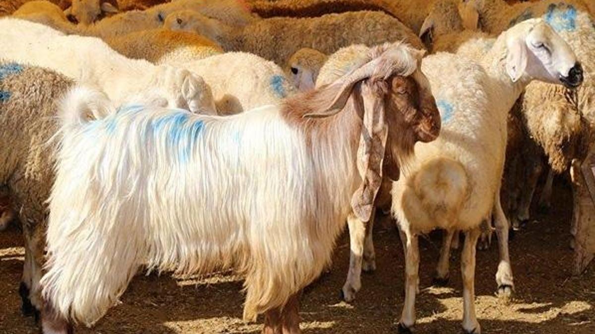 TZOB Başkanı Bayraktar, kurbanlık fiyatlarını açıkladı