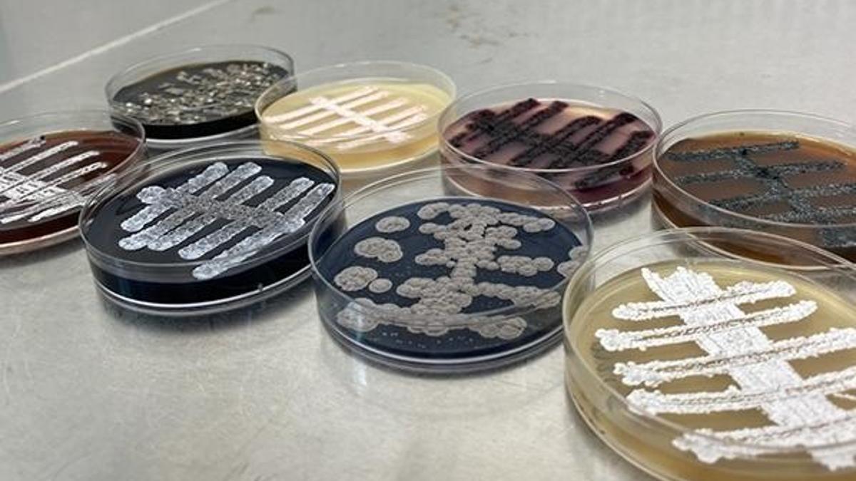 Antibiyotik kaynağı olma özelliğine sahipler! 60 yeni tür bakteri...