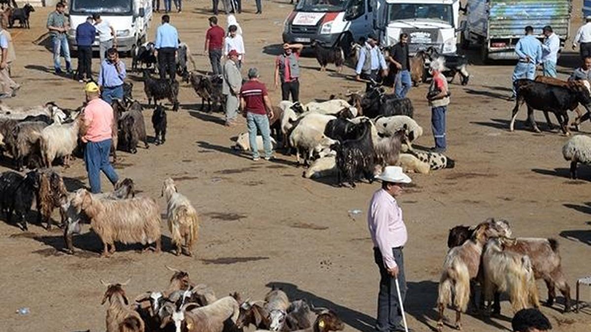 Kurbanlık alırken bunlara mutlaka dikkat edin! Tarım İl Müdürü uyardı