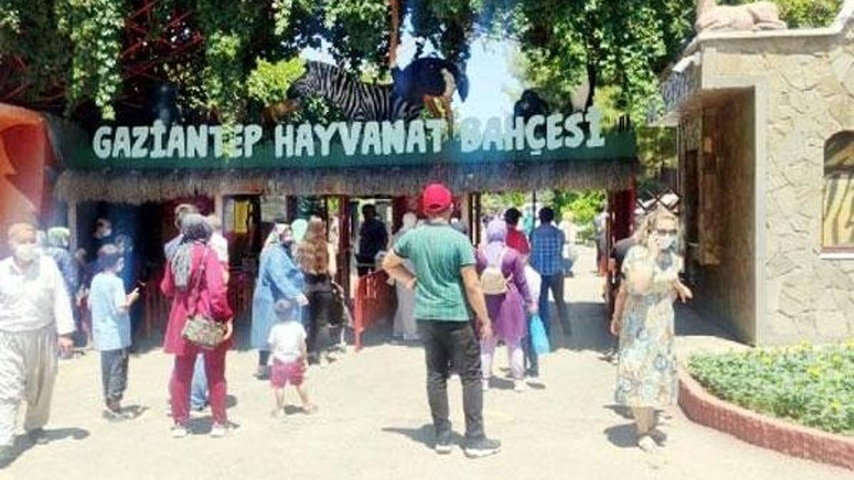 Hayvanat bahçesinde aslan alarmı!