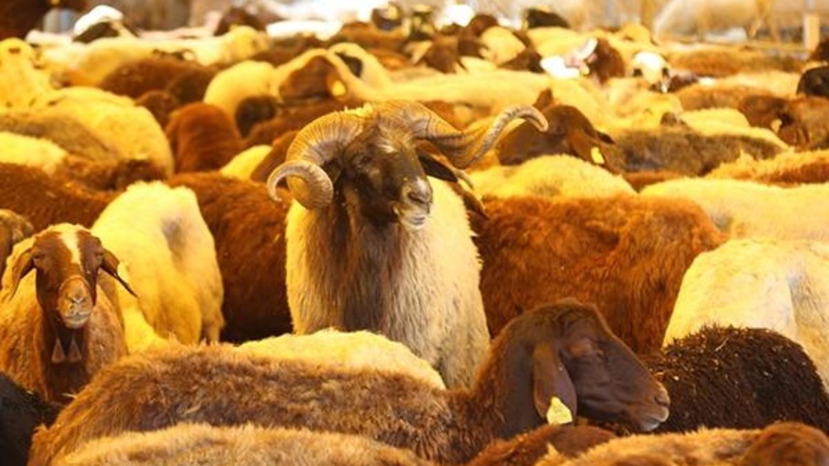 Kurban pazarındaki hayvanların yüzde 80'i satıldı