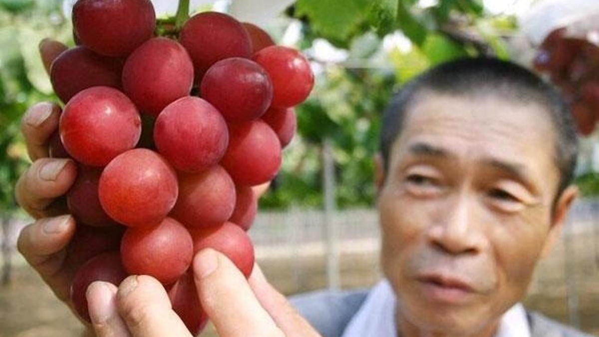Bu üzümün tek salkımı 107 bin lira!