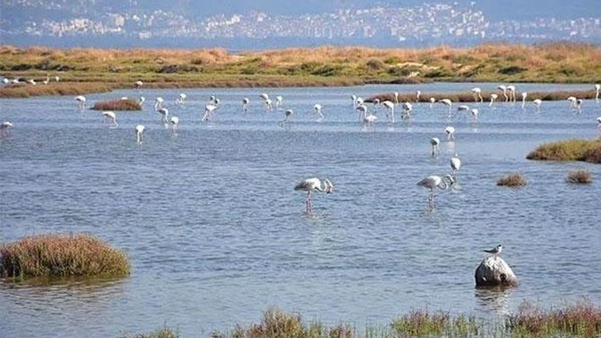 İzmir'de aralarında flamingoların bulunduğu bazı kuşlar ölü bulundu