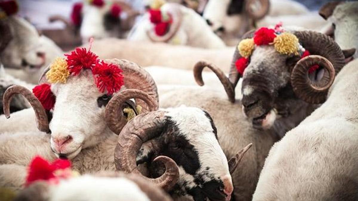 Kurban Bayramı tatili ne zaman başlıyor? Kurban Bayramı hangi gün? Bayramın ilk günü ne zaman?