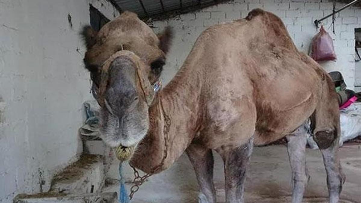 Kurbanlık deve fiyatları 25 bin lirayı buldu