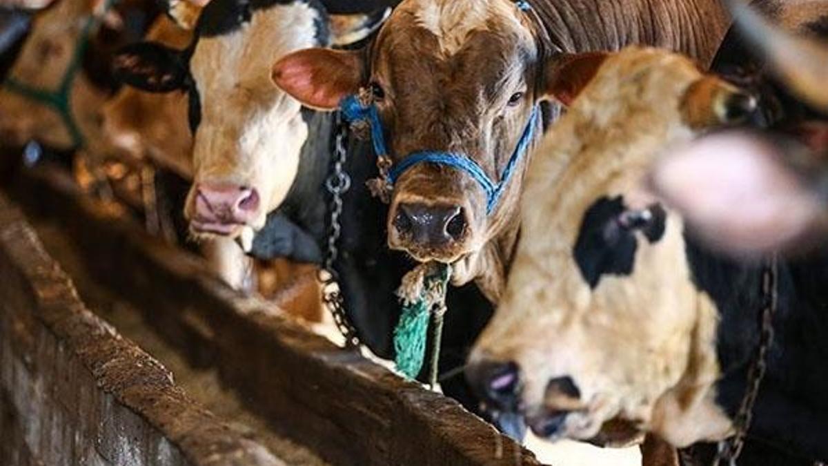 Kurban kesim kazaları kırıklar ve uzuv kayıplarına yol açabilir