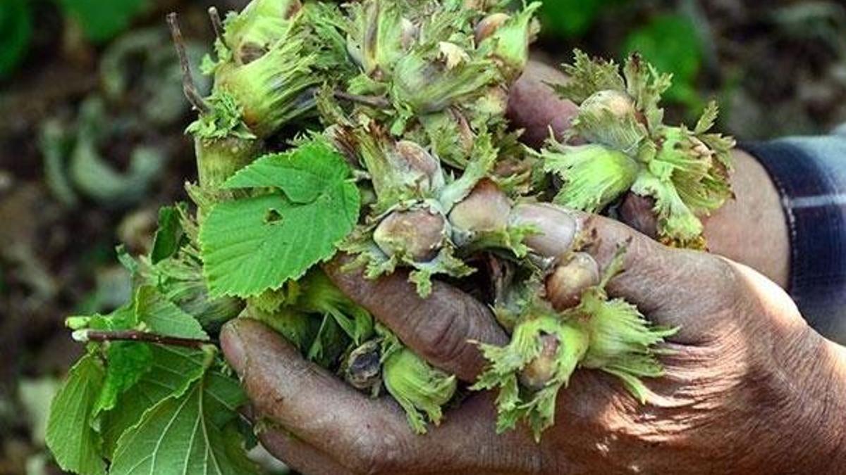 Kilosu 30 lira! 10 gün sonra tezgaha düşüyor