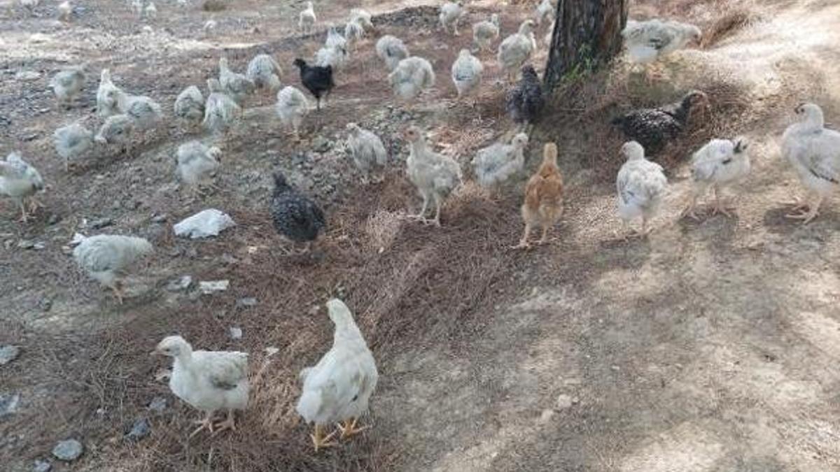 Yüzlerce civciv ölüme terk edildi!
