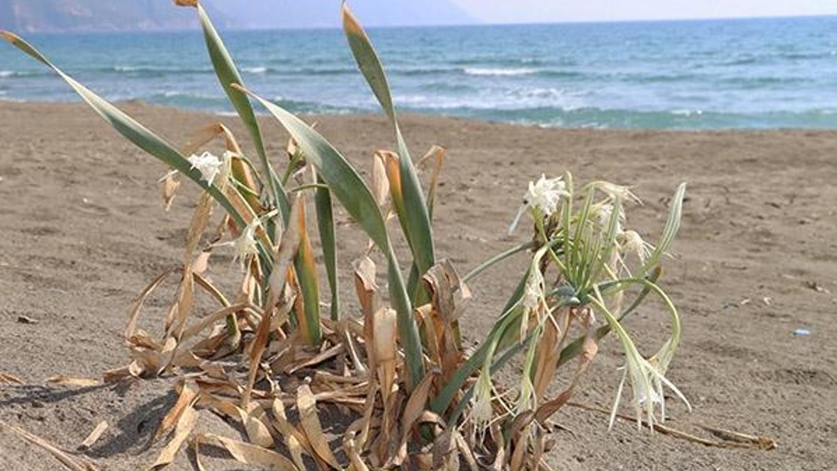 Çiçek açmaya başladı! Koparmanın cezası 80 bin TL