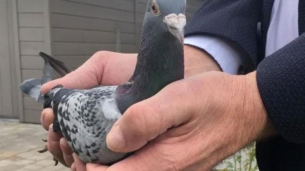 Postacı güvercinlerinin fiyatları dudak uçuklatıyor