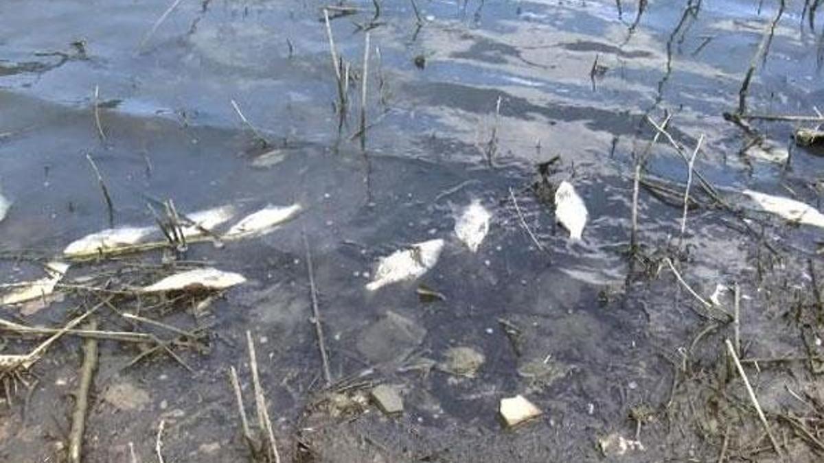 Alibeyköy Barajı'nda korkutan balık ölümleri
