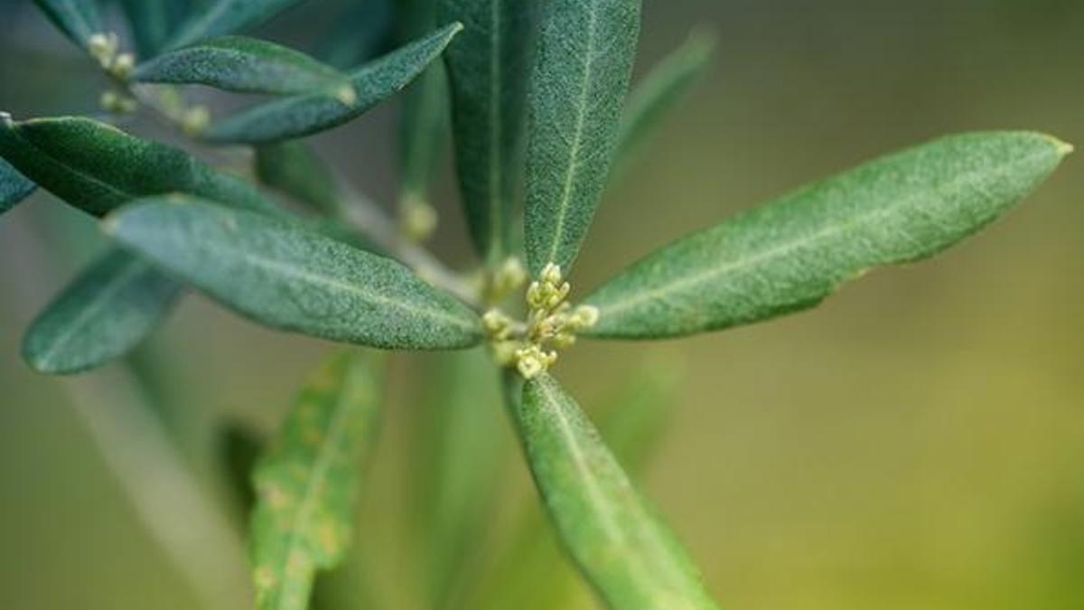 Zeytin yaprağının faydaları nelerdir? Zeytin yaprağı neye iyi gelir, nasıl tüketilmelidir?