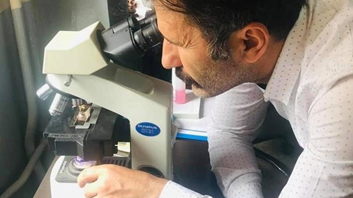 Romanya'daki ceviz zararlısını Türk bilim insanları tespit etti