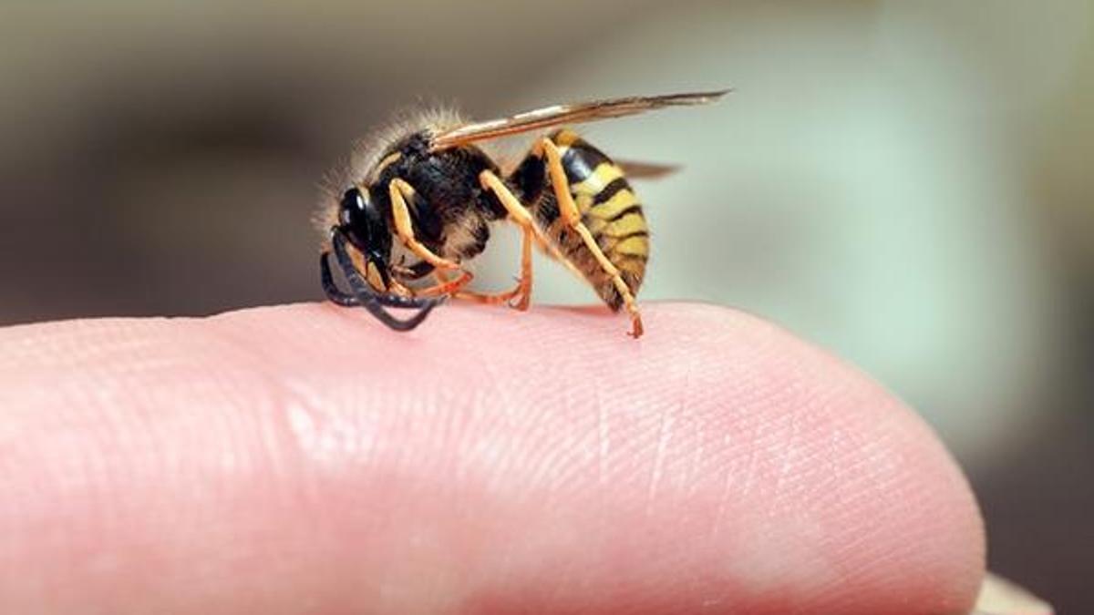 Arı sokması ölüme neden olur mu?