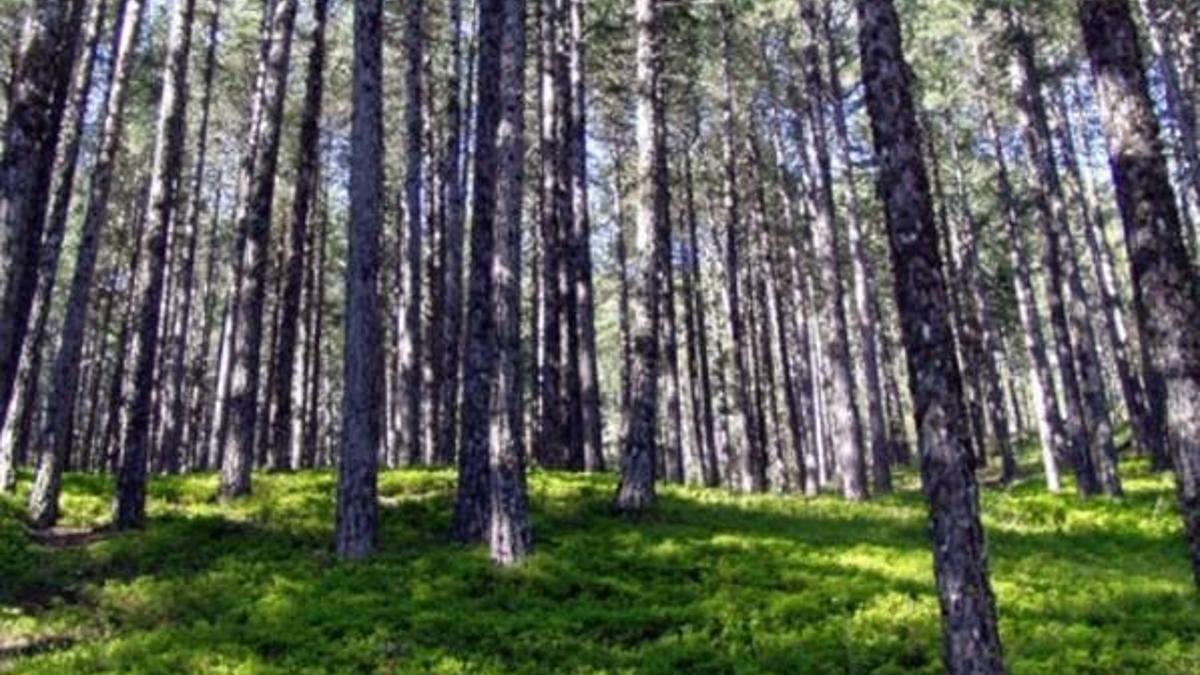Yasak kararı! Tek tek açıklandı, en az 15 gün...