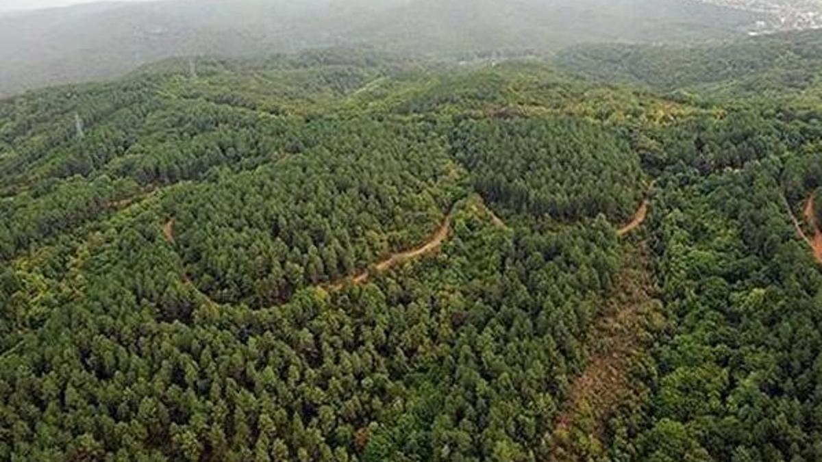 Piknik yasak mı, ormanlara giriş yasaklandı mı? Hangi illerde ormana yasak var?
