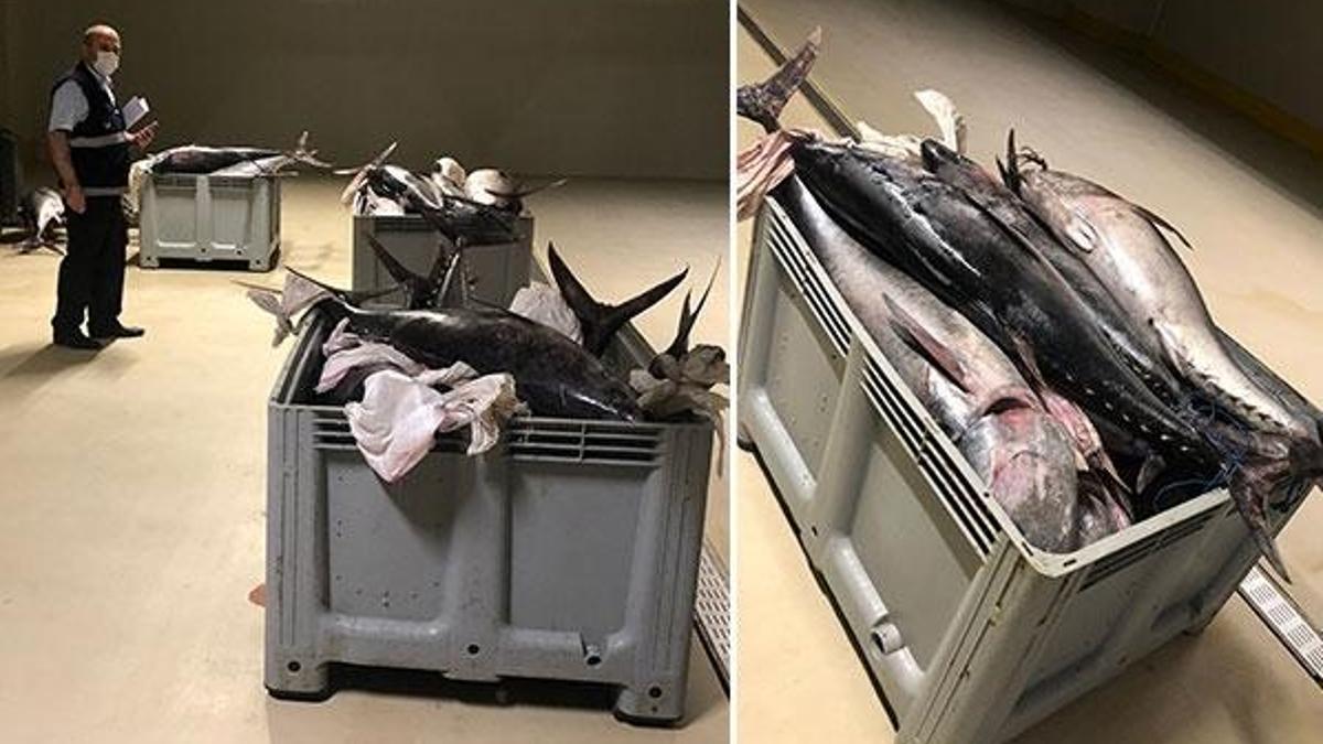 İstanbul'da yasak dönemde avlanan 1,6 ton orkinosa el konuldu