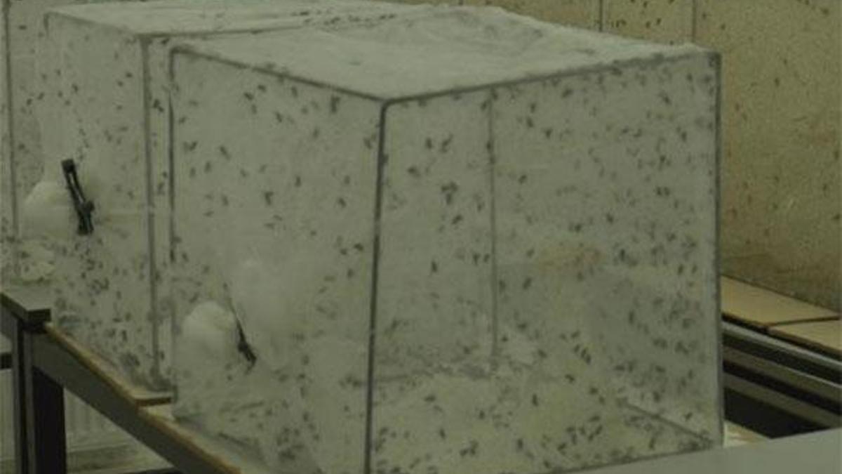 İBB ve uzmanlar arasında sivrisinek ilaçlama tartışması