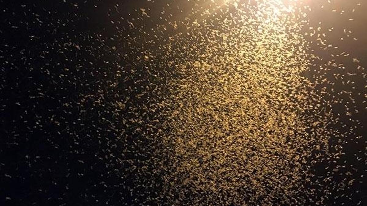 Ardahan'da "bir günlükler"in "ölüm uçuşu" başladı