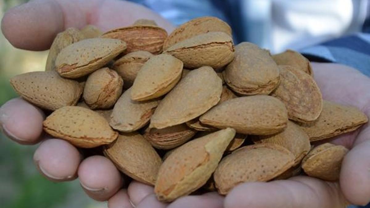 Bademin faydaları nelerdir? Badem neye iyi gelir, ne kadar tüketilmelidir?