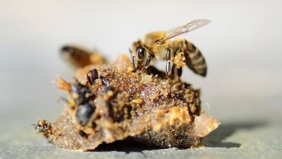 Propolis faydaları nelerdir? Propolis neye iyi gelir, ne kadar tüketilmelidir?