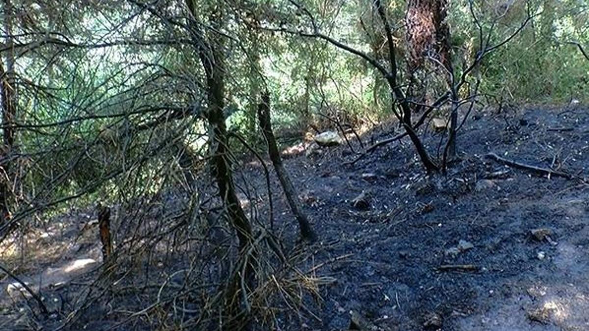 Aydos Ormanı'nda çıkan yangın büyümeden söndürüldü
