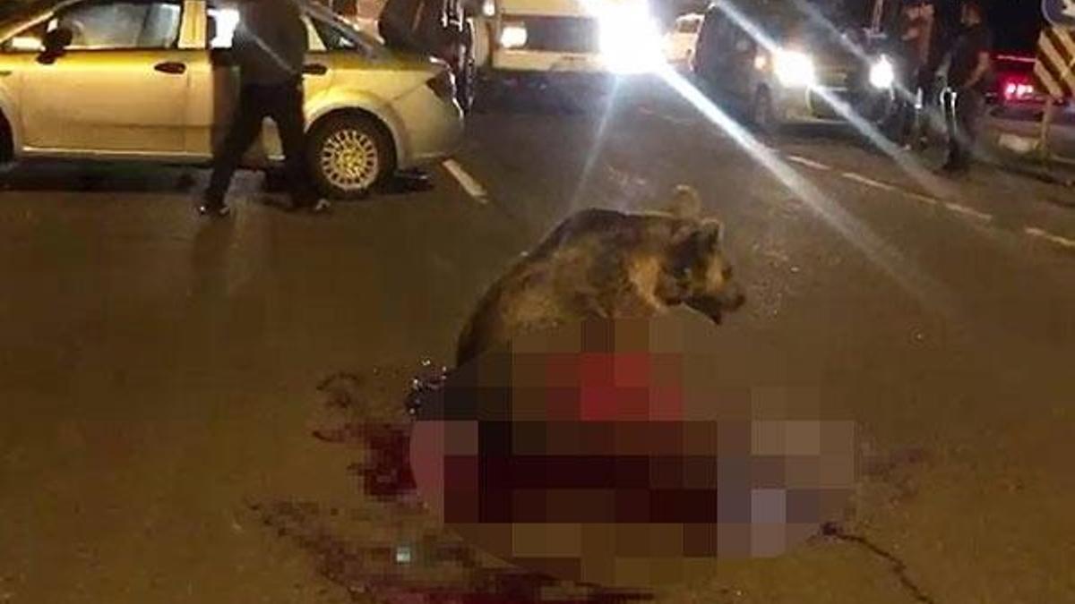 Kars'ta korkunç görüntü! Boz ayı kanlar içinde...