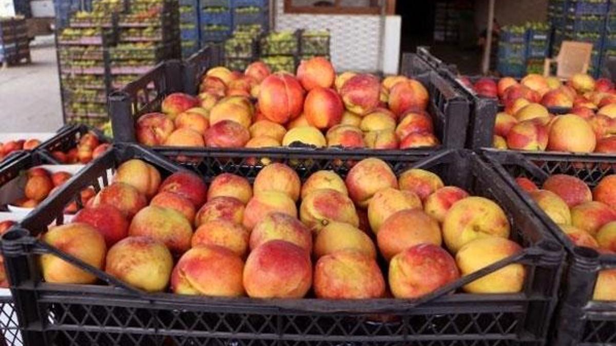 Şeftali ve nektarin kilosu markette 18 lira!