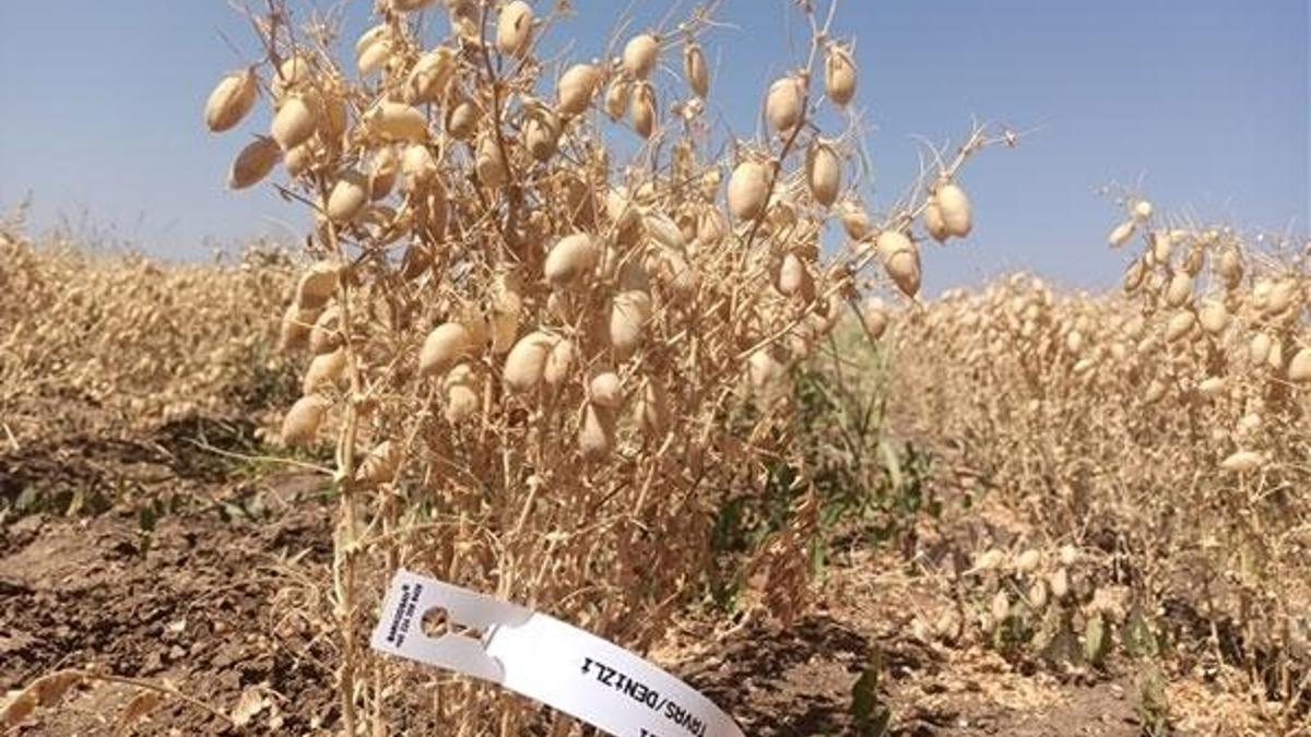 Nükleer teknikler kullanılarak leblebilik 3 nohut çeşidi geliştirildi